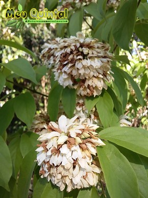Cipó com flores brancas